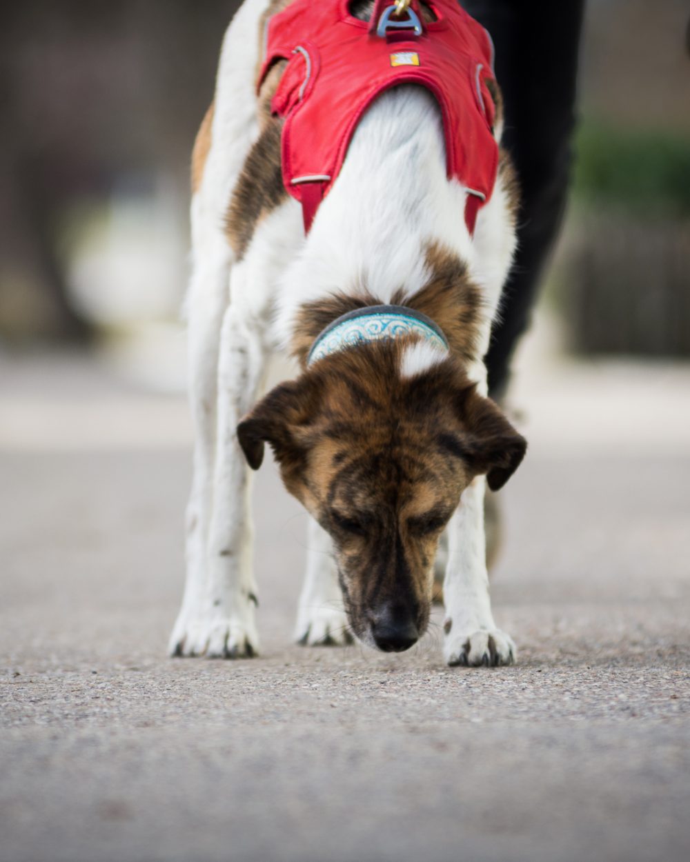 K-9® Suchhunde Chiemgau K-9® Suchhunde Chiemgau