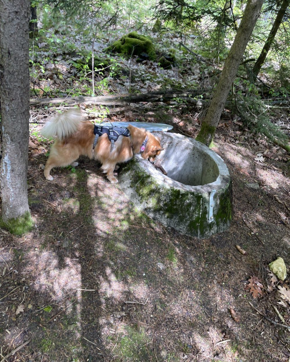 K-9® Suchhunde Chiemgau K-9® Suchhunde Chiemgau