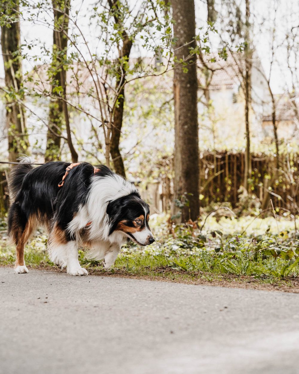 Suchhunde-Chiemgau-Training-W-271 Suchhunde-Chiemgau-Training-W-271