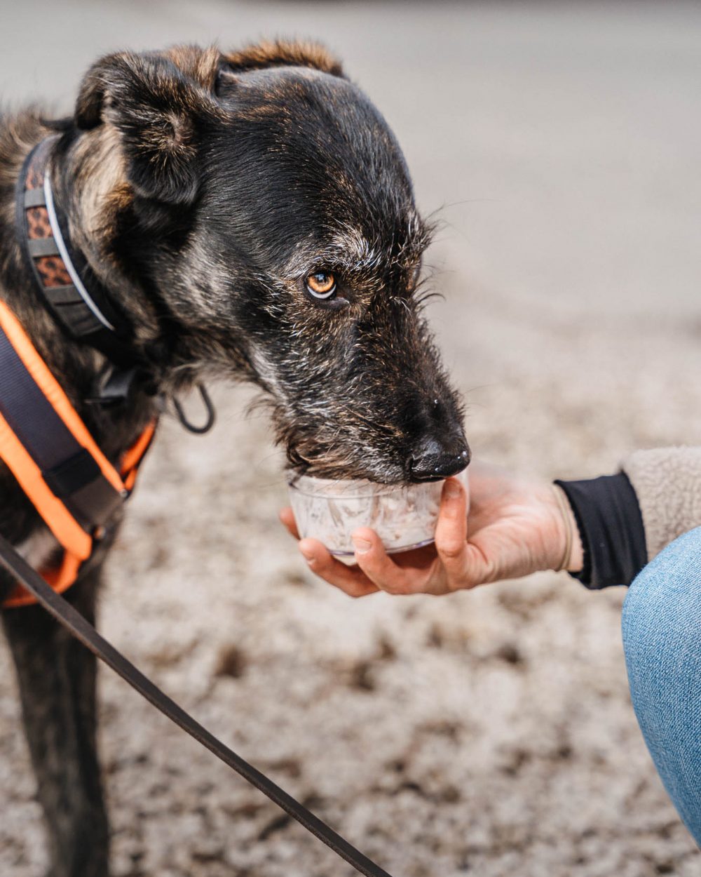 Suchhunde-Chiemgau-Training-W-58