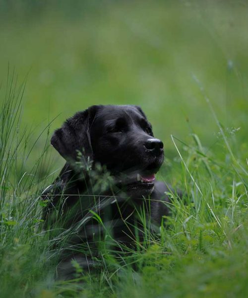 K-9® Suchhunde Chiemgau K-9® Suchhunde Chiemgau